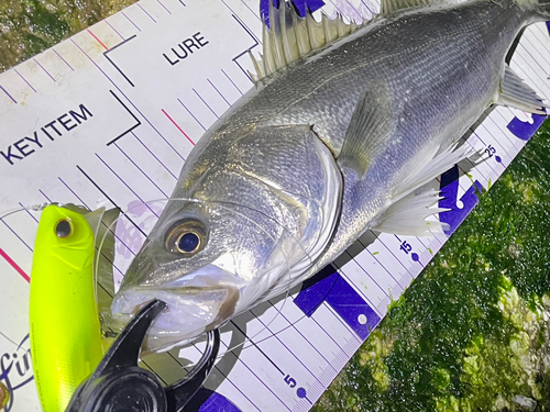 シーバスの釣果