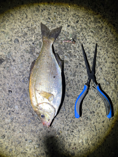 ウミタナゴの釣果