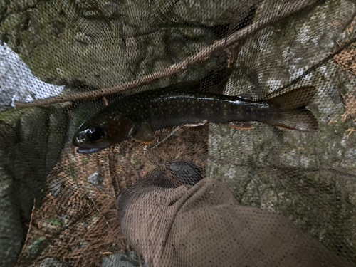 イワナの釣果