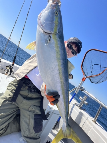 ブリの釣果