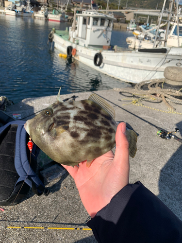 カワハギの釣果