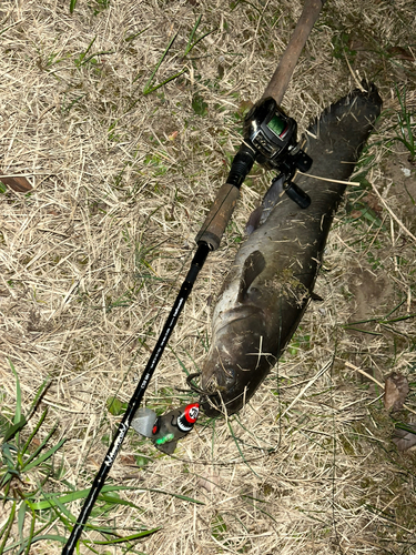 ナマズの釣果