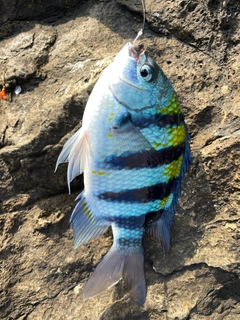 オヤビッチャの釣果