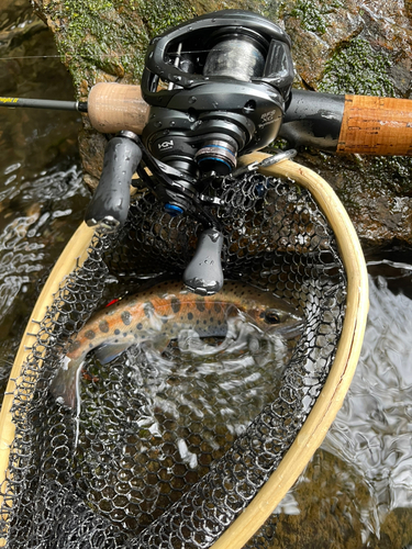 ヤマメの釣果