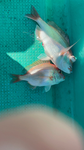 レンコダイの釣果