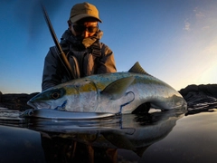 ヒラマサの釣果