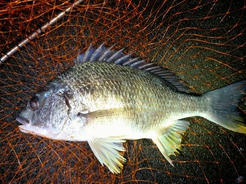 キビレの釣果