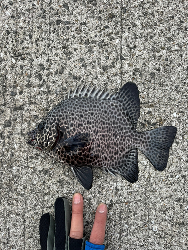 イシガキダイの釣果