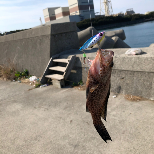 オオモンハタの釣果