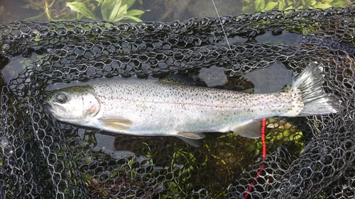 ニジマスの釣果