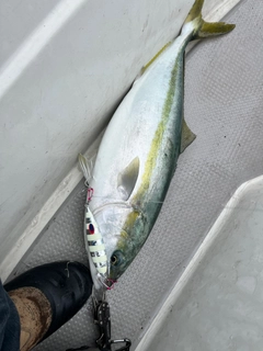 ハマチの釣果