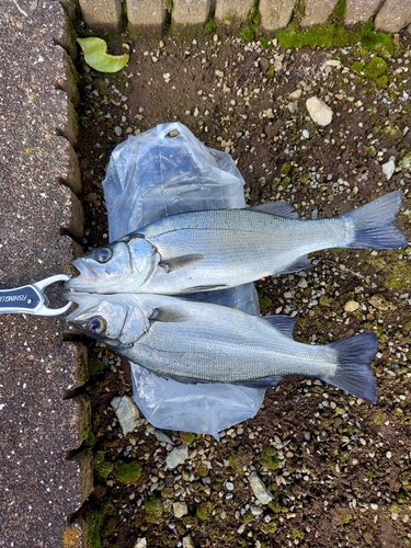 スズキの釣果