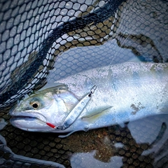 ヤマメの釣果