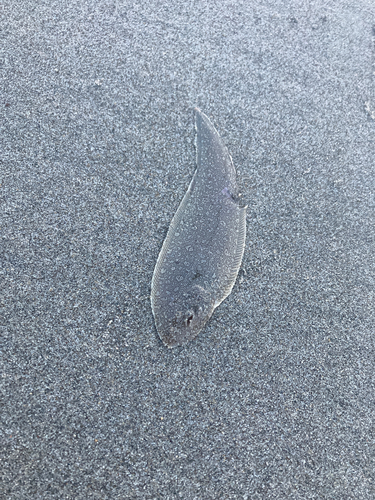 シタビラメの釣果