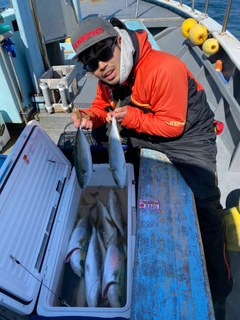 ハマチの釣果