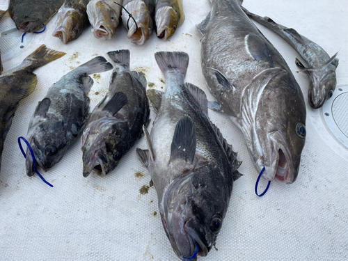 クロソイの釣果