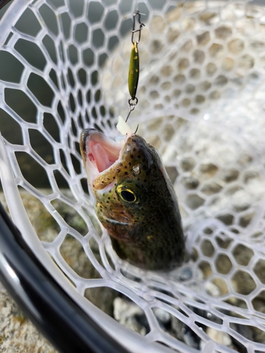 トラウトの釣果