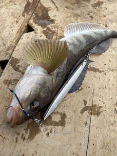 ホッケの釣果