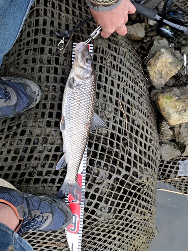 ニゴイの釣果