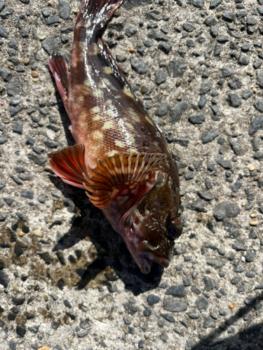 アラカブの釣果