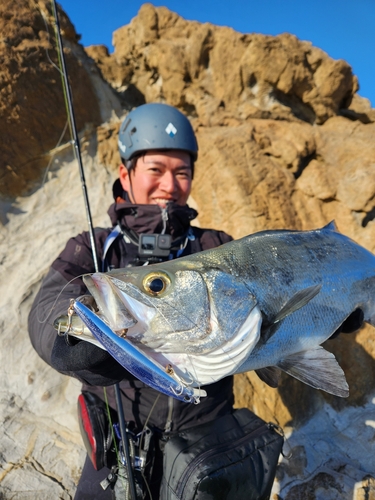 ヒラスズキの釣果