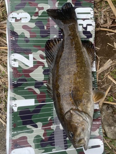 スモールマウスバスの釣果