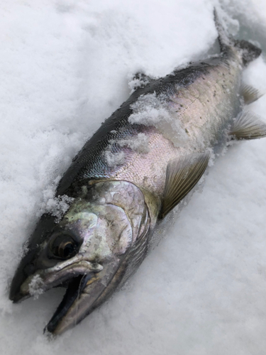 サクラマスの釣果