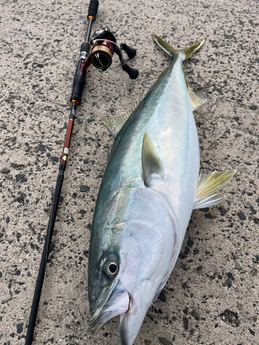 ブリの釣果