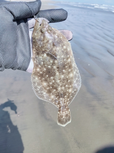 ソゲの釣果