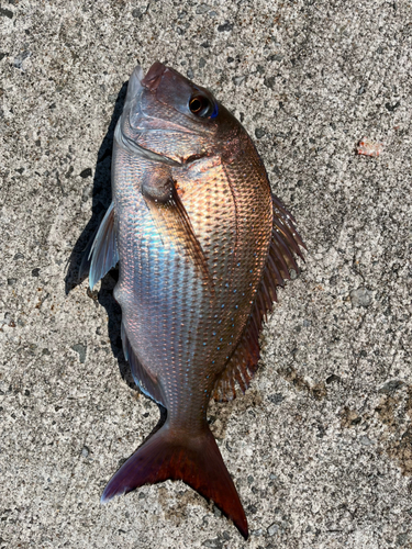 マダイの釣果