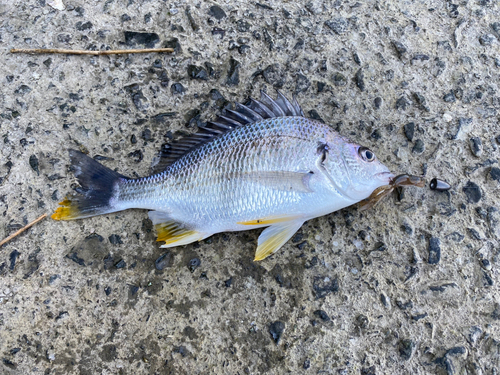 キビレの釣果