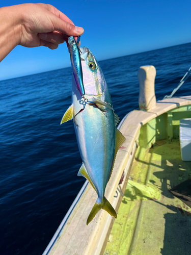 イナダの釣果