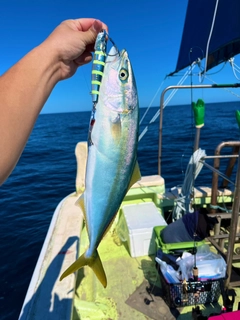 イナダの釣果