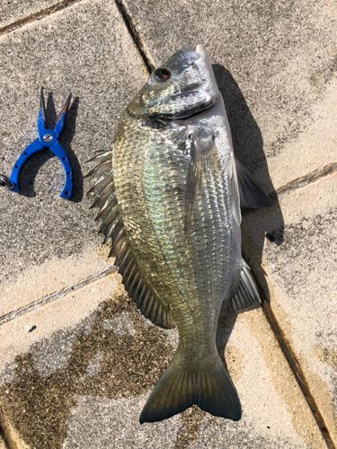 チヌの釣果