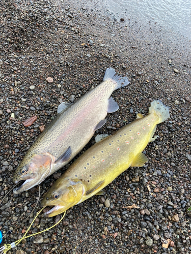 トラウトの釣果