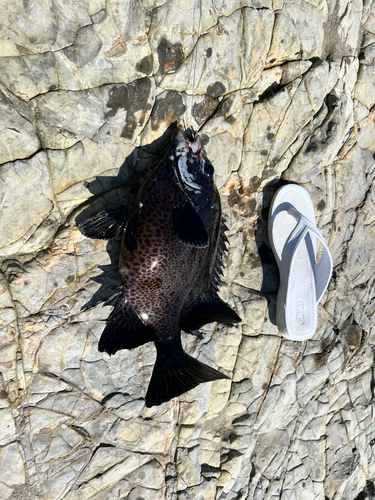 イシガキダイの釣果