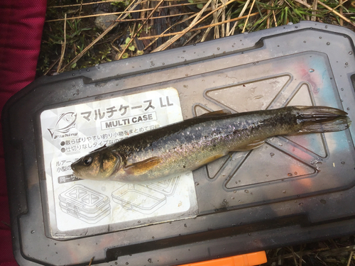 タカハヤの釣果