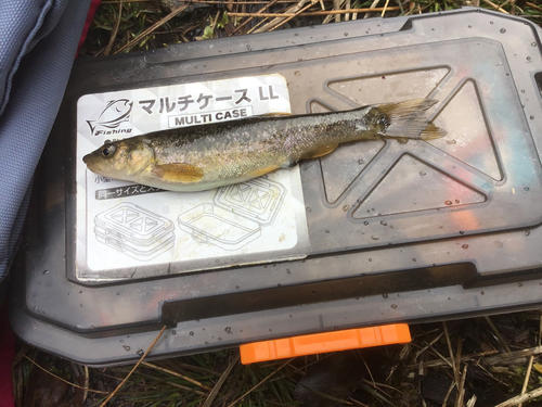 タカハヤの釣果