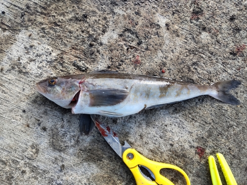 ホッケの釣果