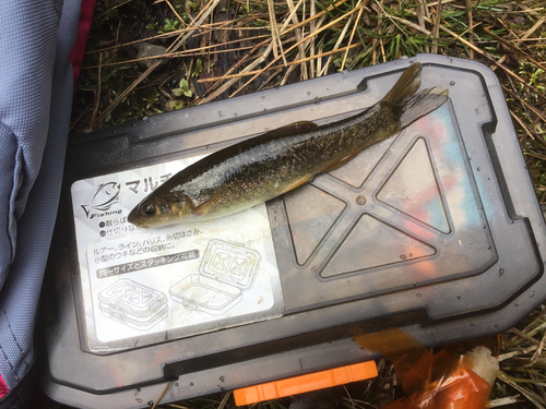 タカハヤの釣果