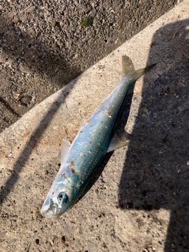 コノシロの釣果