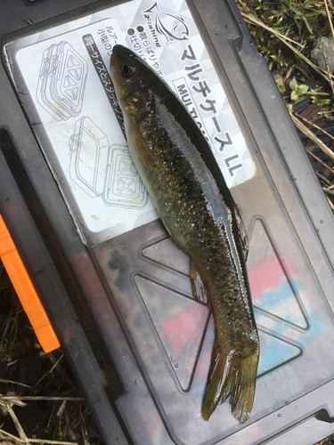 タカハヤの釣果