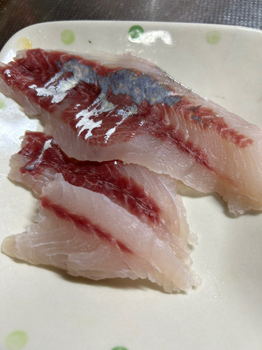 ボラの釣果