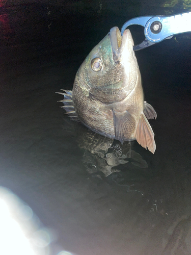 チヌの釣果