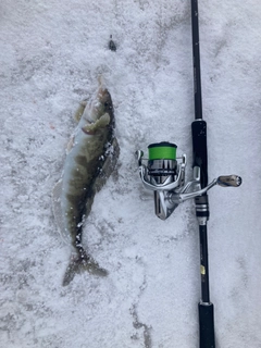 ホッケの釣果