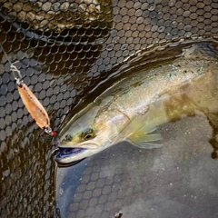 ヤマメの釣果