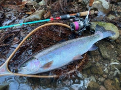 レインボートラウトの釣果