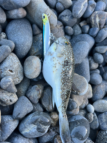 ショウサイフグの釣果