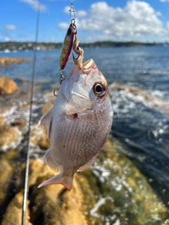 ゴウシュウマダイの釣果