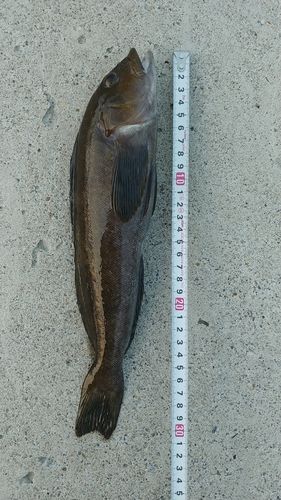 アイナメの釣果